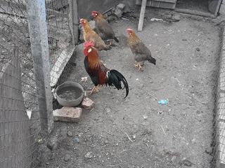 Leghorn foto 1