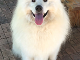 Samoyed/Самоед foto 5