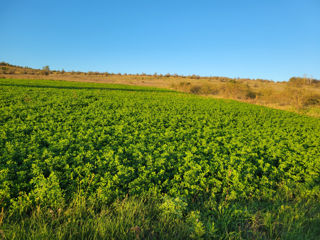 Lucerna frumoasa 1.5 hectare 1000lei