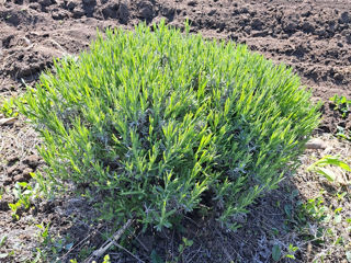 Lavandula latifolia foto 10