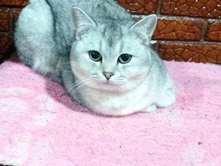 Вязка кот британец серебряный шиншилла