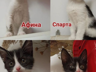 Пристраиваются чудесные котята!!! foto 2