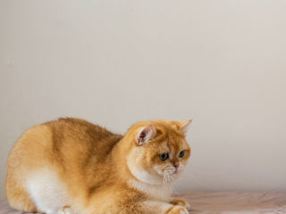 Golden chinchilla  Британские котята золотая шиншилла foto 6