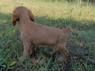 Cocher spaniel englez foto 3