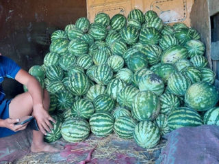 Harbuz mărunt - 1 leu/ kg foto 1