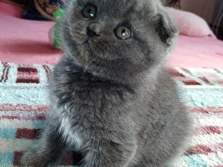 Baet Rasa pura Scottish Fold Shorthair Blu. Pasaport. foto 4