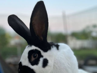 Кролики foto 4