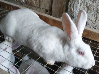 Продам чистопородных кроликов породы белый панон foto 2