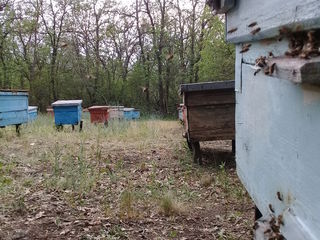 Пчелосемьи недорого foto 6