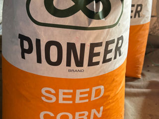 Se vinde porumb pioneer 9889 tratat cu insecticid bun  foto 1