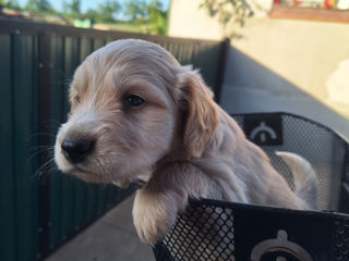 De vânzare cățel Cocker Spaniel