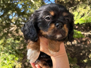 Cavalier King Charles Spaniel cățeluși foto 3