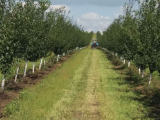 Teren agrar consolidat (100 ha) in centrul Moldovei foto 2