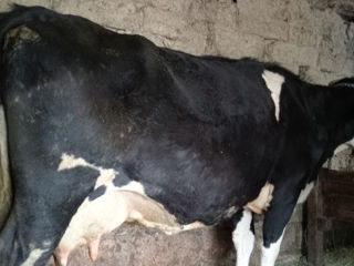 Vînd vacă de a făta buna de lapte pe 20 iunie inplinește să fete a 5-lia vițel foto 2