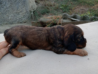 Cokerspaniel foto 3