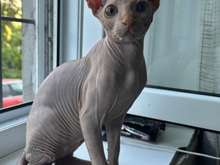 Elf Sphynx/ Сфинкс Эльф foto 2