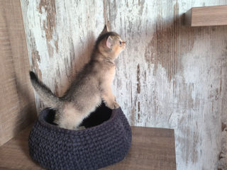 British Chinchilla Black-Gold