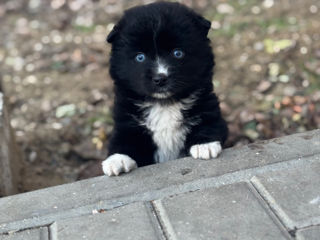 Karelian Bear Dog