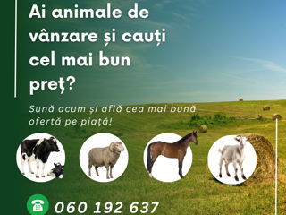 Cumparam animale,la carne si crestere foto 2