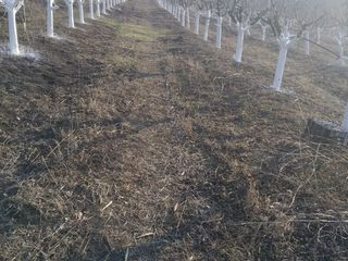 Ofer servicii în agricultură, întrebați - o bandă largă de servicii foto 2