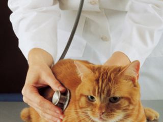 Ветеринарная клиника -  до 24-00 !!! Гостиница для кошек и собак!