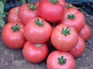 Seminte,hibrid roz de tomate. ks-300 f1 / nou / livrare / consutatii agronomice