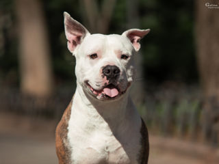 Вязка. Чистокровный Стаффорд. Amstaff с родословной foto 4