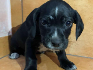 Cocker Spaniel Jack Russel Terrier foto 3