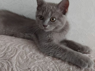 Spre adoptie pui pisica British Shorthair foto 6