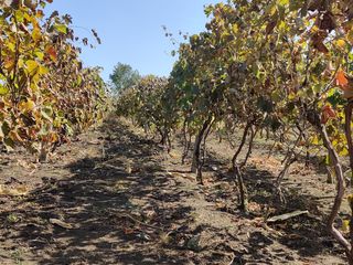 Se vinde lot de pamint agricol satul Pelivan foto 1