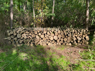 Vind lemn de foc specii tari stejar salcim în amestec foto 3