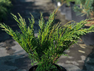 Ienuperi târâtori (juniperus horizontalis) foto 2