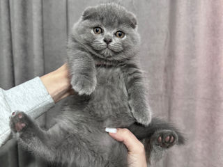 Scottish fold fetița