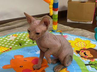 Кот Канадский Сфинкс / Motan Canadian Sphynx