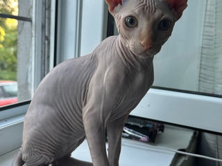 Elf Sphynx/ Сфинкс Эльф foto 3