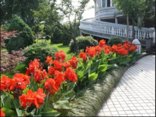 Plante O Gamă Largă De Anunțuri In Compartimentul Plante Pe 999 Md