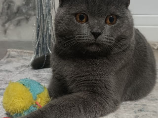 Pisoi Scottish fold pentru imperechere foto 2