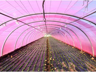 Пленка для теплиц розовая UV + AB + LD + EVA 120мкр. H-10m, L-35m (36 месяцев) Турция foto 3