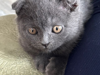 Scottish Fold - jucăuș și face la litieră