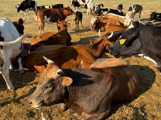 Cumpăr animale  toată Moldova