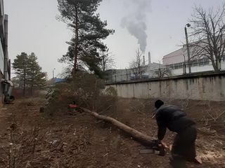 Огороды.Деревья. Вырубка. Резка. Выкорчёвка. Вывоз мусора. Taiem copaci. Curatenie in gradina