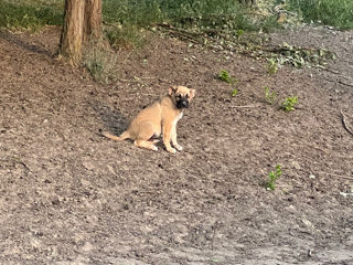 Vind Caței Rasa Kangal foto 1