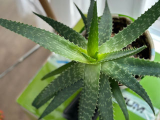 Aloe Vera Chișinău 068205178 foto 5