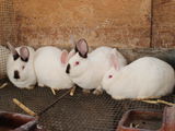 кролики  iepuri, мясо  carne 130 лей/кг foto 9