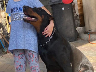 DOBERMANI foto 5