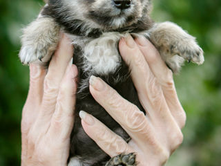 Добрый человек, возьми меня к себе, твой пёсик! foto 5