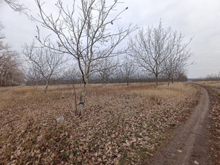 Vindem 65 de hectare de terenagricol(livadă)!!! foto 9