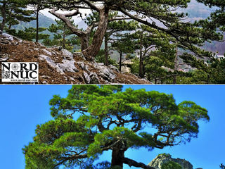 Сосна черная Палласа (Pinus nigra Pallasiana) foto 5