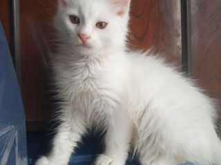 Породистый пушистый белый котенок. Сибирский.