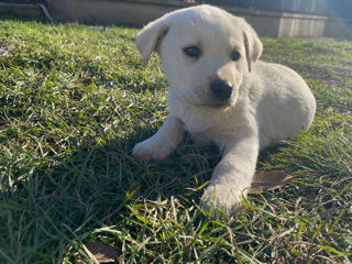 Vindem cățelușe labrador